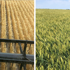 Photos of two very different eastern Nebraska wheat fields