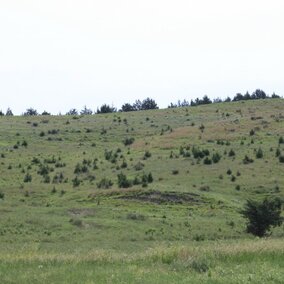 Eastern redcedar in grasslands