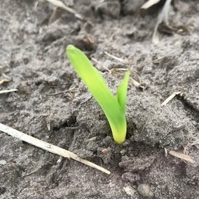corn emerging