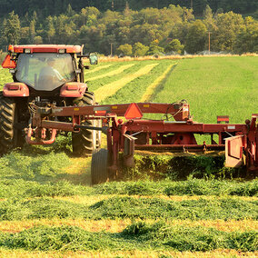 Tractor mowing alfalfa in long green windrows on a sunny fall afternoon, with trees and hills in the background.