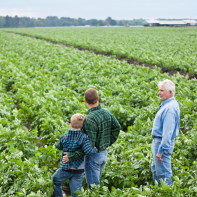 Two men and boy stand in potato field