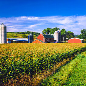 Farm scene