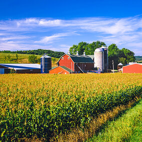 Farm scene