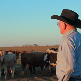 Rancher with cattle