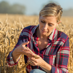 Farmer analyzing wheat stem