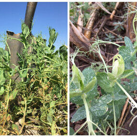 Two photos showing carryover injury of atrazine in the fall and mesotrione applied in the spring on field peas