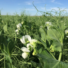 A western Nebraska field of field peas in bloom