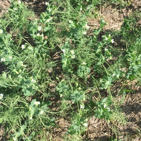 Field peas