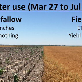 field pea comparison