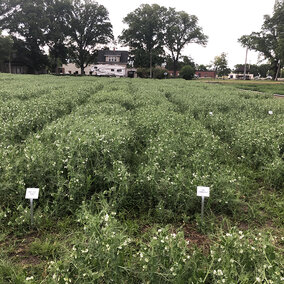 Field pea variety trial plot in Lincoln County, summer 2019.