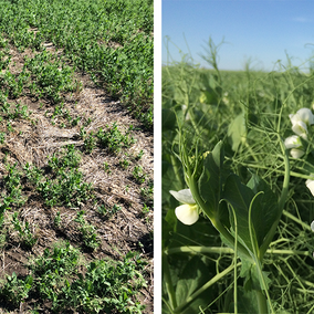 Field pea variety trial in Perkins