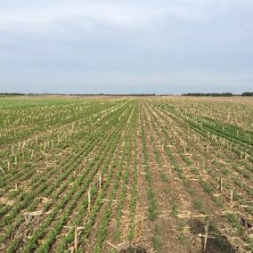 Photo of demonstration plot comparing field peas (left) and chickpeas