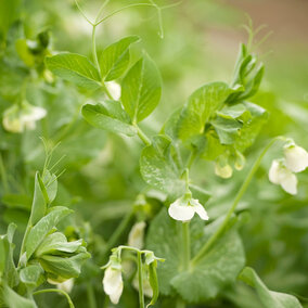 Field peas