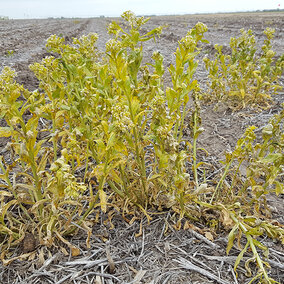 field pennycress post herbicide app