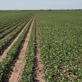 Field trial comparions of 7.5-inch and 30-inch row spacings