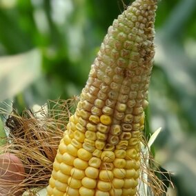 corn ear showing tip back