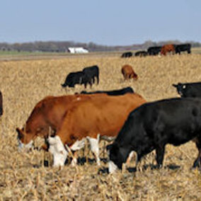 Figure 1. Before turning cattle into your fields check grazing restrictions on the labels of any herbicides applied.