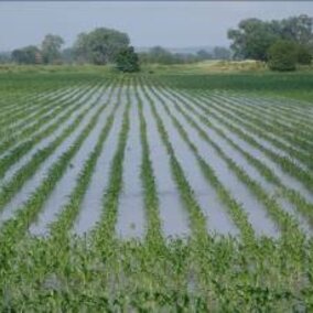 Corn growing in flooded soil
