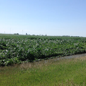 Fields in central Neraska faced a range of damage from heavy rains earlier this week, from being totally inundated by flood waters to plants being flattened by the storms and high winds. (Photo by Todd Whitney)