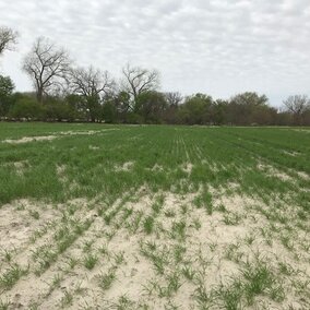 Figure 1. This wheat field just off the Cedar River near Fullerton has 4-6 inches of sediment from spring flooding. Prevented planting and cover crops can help protect against soil erosion and provide feed for cattle. (Photo by Megan Taylor)