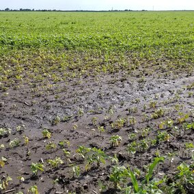 Figure 1. The degree of damage from standing water in this field will depend on several factors and likely will lead to direct yield losses or indirect losses from increased disease pressure.