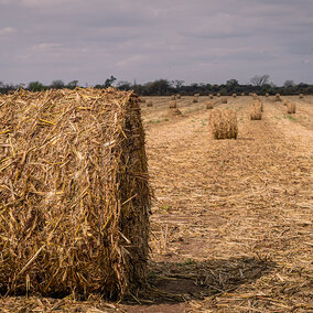 A round bale of forage sorghum sits in a harvested field, with more bales scattered in rows across the background as plants mature.