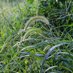 foxtail millet in grass meadow