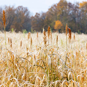 Frozen sorghum-sudangrass