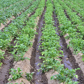Rows of potato plants growing in a field with soil and furrow irrigation water visible between each row.