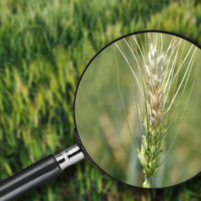 magnifying glass over wheat field viewing bleached wheat head