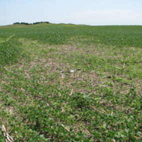 Field with severe SCN infestation