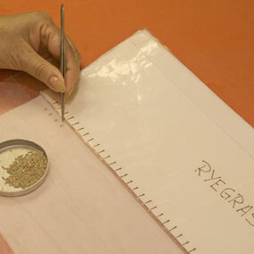 Testing germination of ryegrass seed