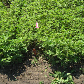 Uuncontrolled giant ragweed