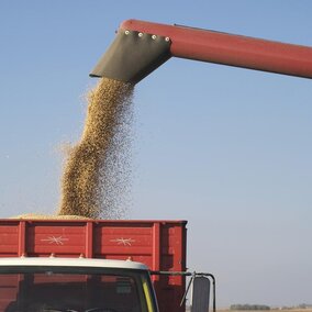 Loading a grain truck