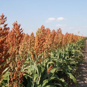 Grain sorghum field