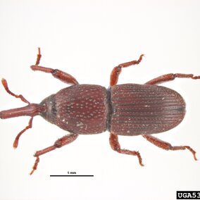 Granary weevil