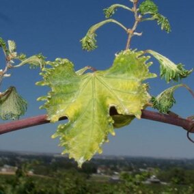 Grape leaves damaged by pesticide drift