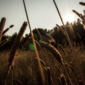 Grasshopper in pasture