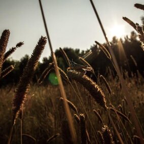 Grasshopper in field