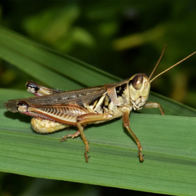 Grasshopper on plant leaf