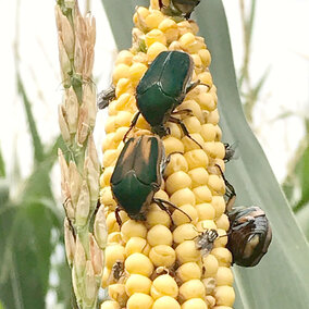 Green June beetle