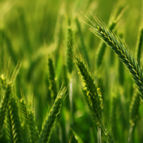 stocks of green wheat