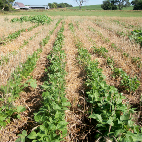 Triticale crimped before adding green beans