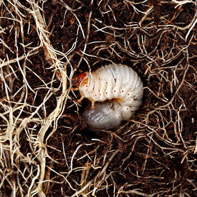 White C-shaped grub larva curled among dense plant roots in dark soil.