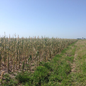 Corn field devastated by hail in a June 30 storm in southwest Nebraska. Links to full article