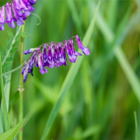 Hairy vetch