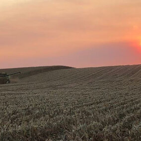 Combining corn at sunset