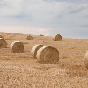 hay bales in field during summer