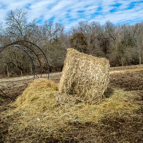 A partially eaten round hay bale sits beside a metal feeder ring in a muddy winter pasture with leafless trees in the background.