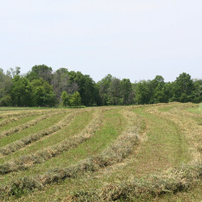 Cutting hay